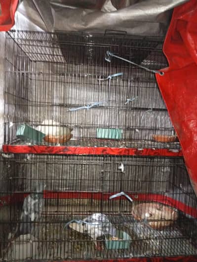 Pigeon and cages for sale