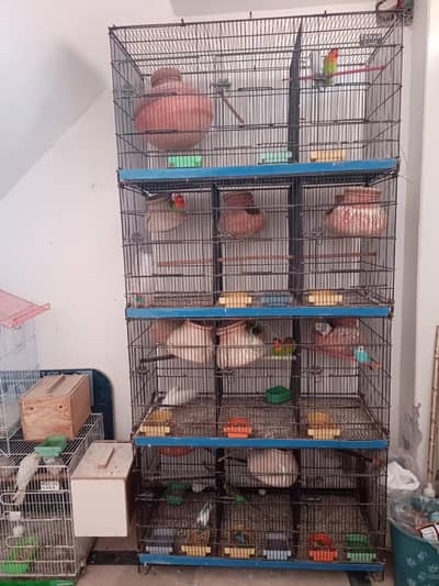 All Parrots Sale With Cage