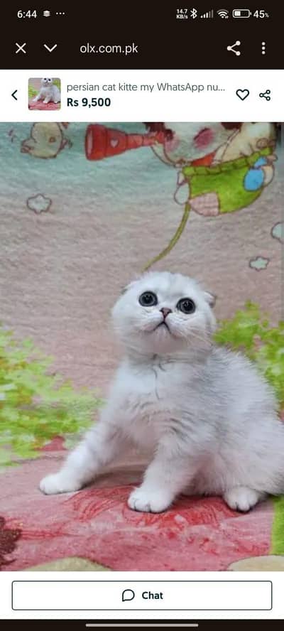 Imported Scottish fold kittens cat my WhatsApp number 03410473472