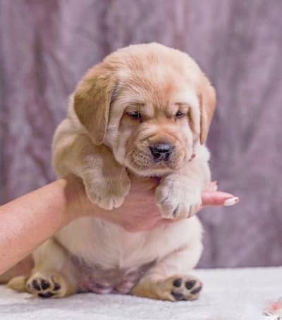 British Labrador Retreiver Puppies