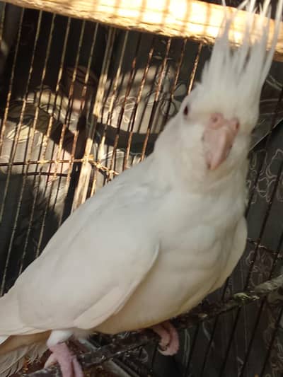 eno cocktail breader male