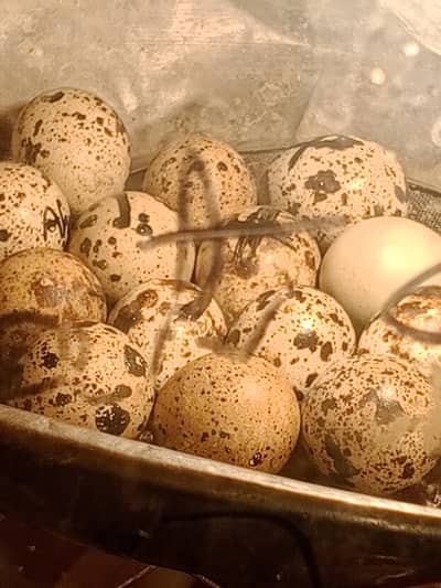 quail egg