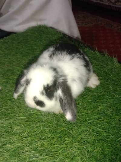 Holland lop top covalti bunys