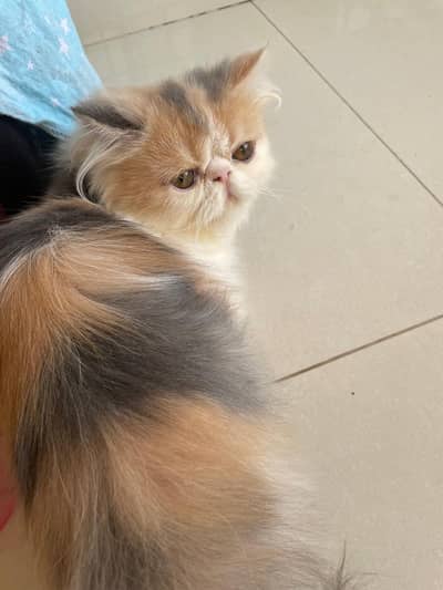 Calico Peke Persian Female Kitten Cat Vaccinated
