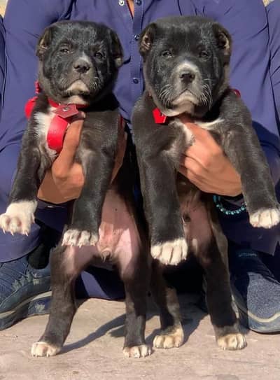 Avani dog dog03159864903