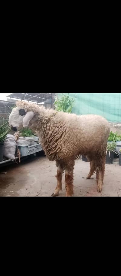 Chatra or Bakra 03224964486