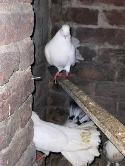 all birds in 8500 single pair Available Discount bhi hojae ga