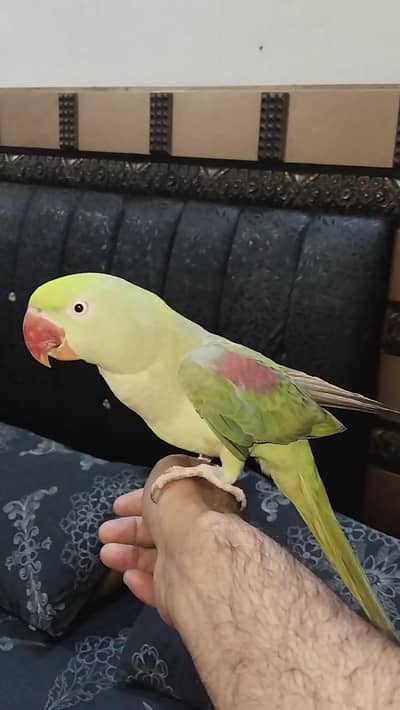 Raw breeder pair Rs 30000