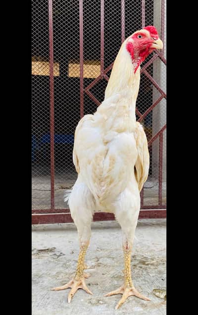 aseel o shamo for sale