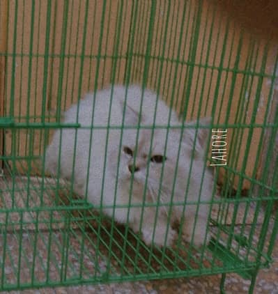 Male Breed Cat Available | Healthy & Active
