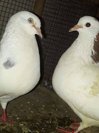 pegion Pair for sale