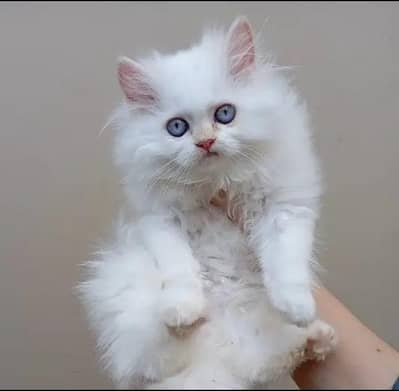 Persian kitten Punch face triple code for sale