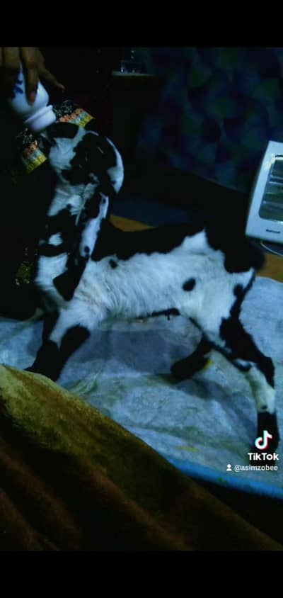 bakra bacha dasi  03234438191