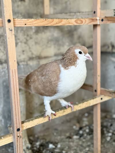 10 shirazi pigeons available