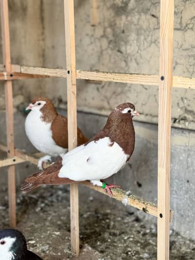 10 shirazi pigeons available