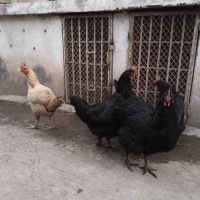 Desi hens