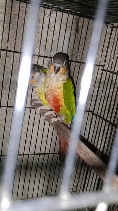 green chek conure