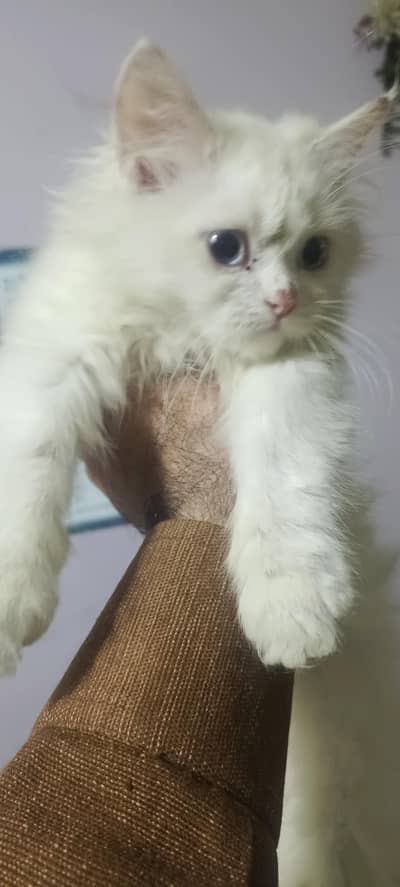 pure purshian male triple cote