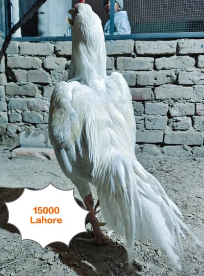 Aseel murga for sale