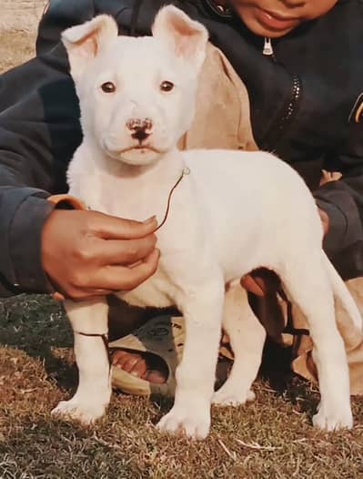 Guwahati gultair male 2 month for sale