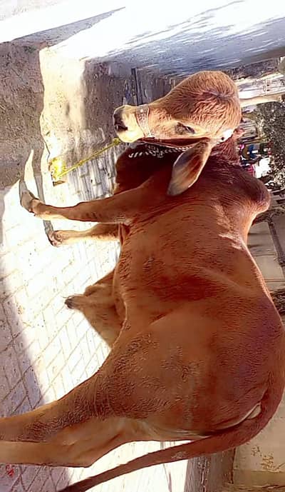 bhtttt achy bachra h baraman