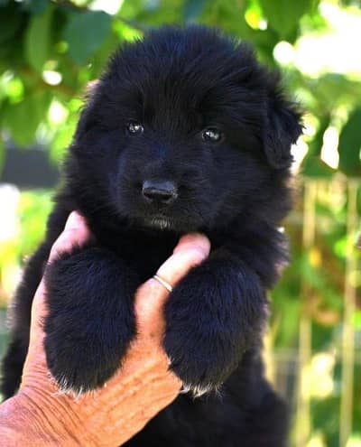 German shepherd Black | Black German | Gsd puppies pair For sale