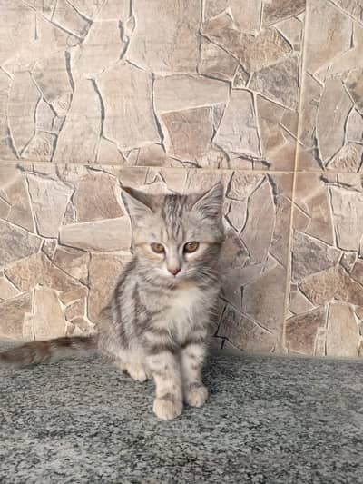 Adorable 5-Month-Old Silver Tabby Kitten for Sale – Abbottabad