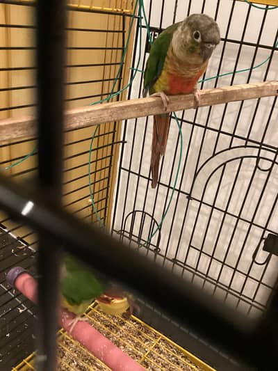 Male and female conure parrot for sale