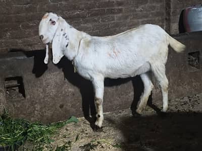 gabban path for sath