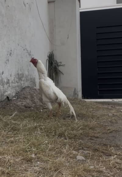 Quality White shamoo  Aseel