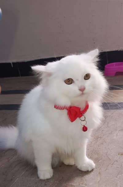 Persian cat