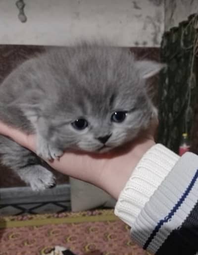 15000 1 month cute kitten