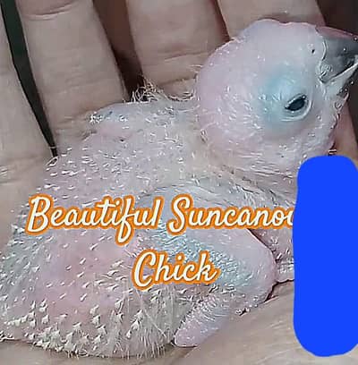 sunconure chicks for sale