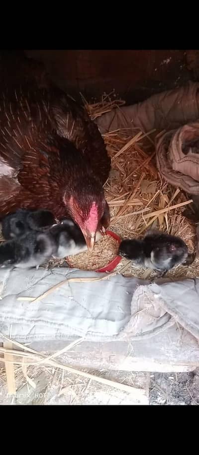 Turkish hint and vait  chicks or mother for sale