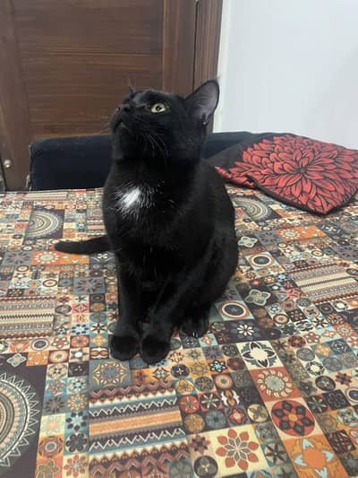 Male  Persian Cat For 9 Month Age Final Price 13000