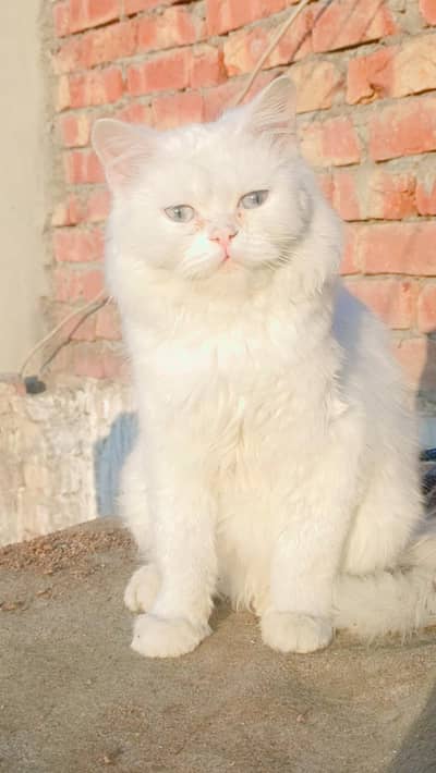 Persian male cat punch face for urgent sale