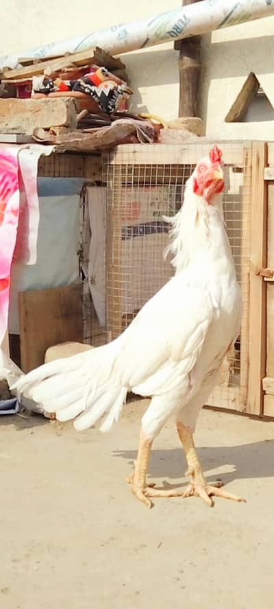 High Quality Paper White  Heera Aseel available Possible exchange. . .