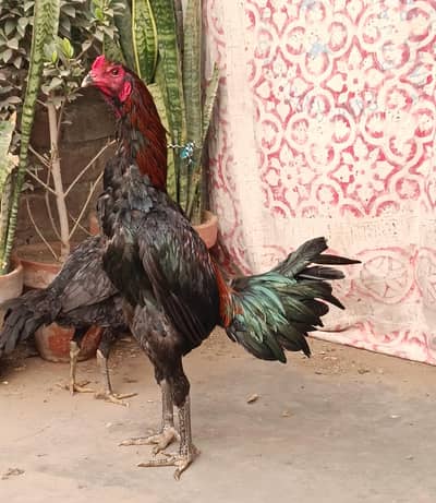 Veitnam  Panas Patha