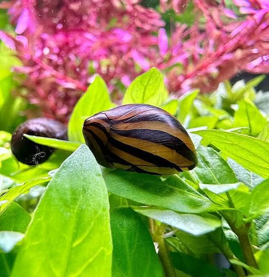 NERNITE SNAILS 1