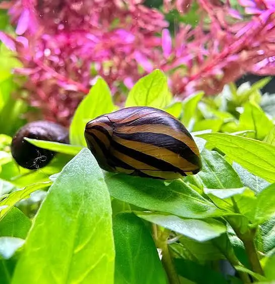 NERNITE SNAILS — photo 2