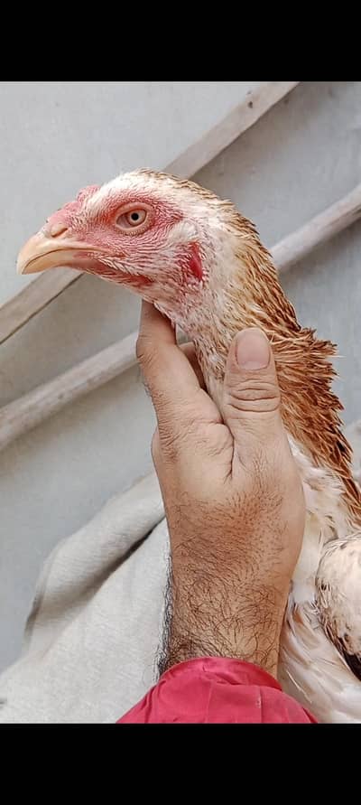 Pure Banith+Turkish & pathiya