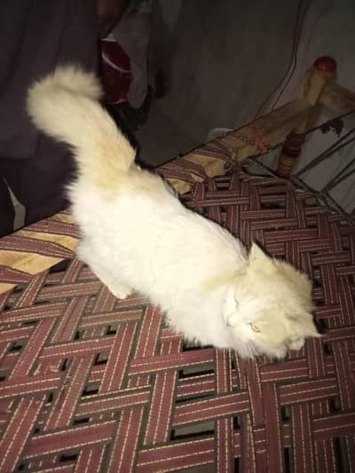 White Russain Cat