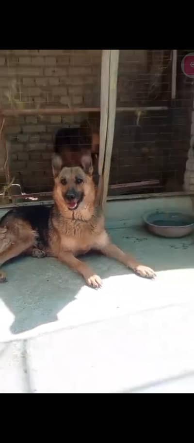 German shepherd female short coat confirm breeder