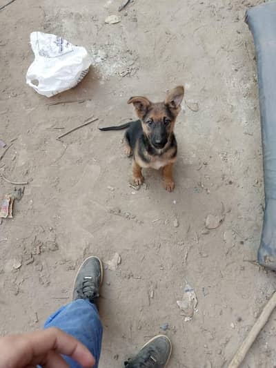 German shepherd puppies