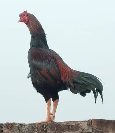 Aseel Murghi or murgha