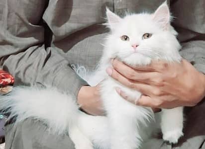 Persian cat