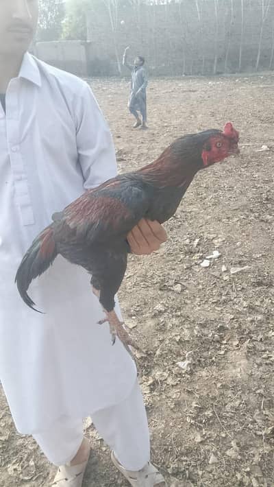 buht acha kolty ma he