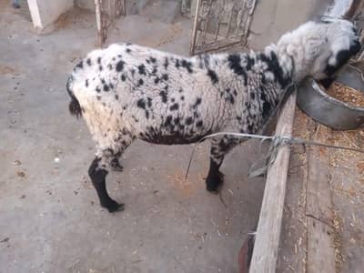 gabban dhumbi for sale