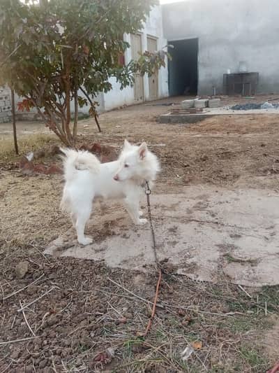 jis bahi ny lana ho wo  rapta kray