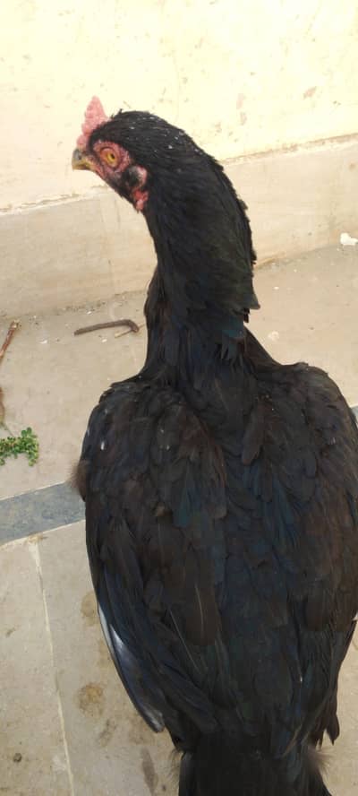 Top Quality Aseel Pathi (Female) for Sale - Healthy and Active